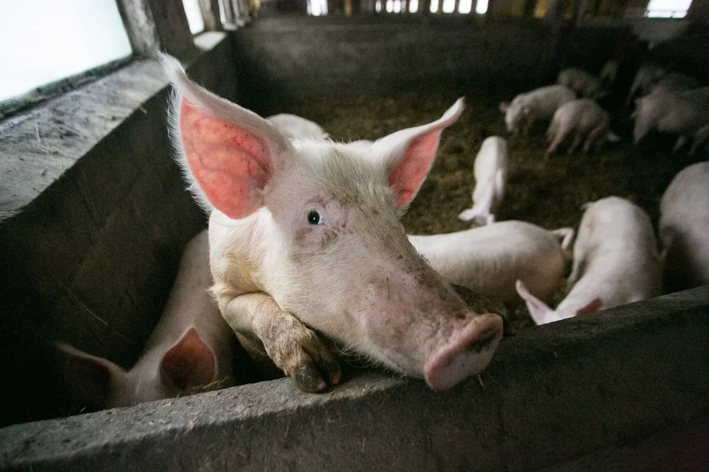 Riigikogu maaelukomisjon kogunes erakorraliselt arutama sigade Aafrika katkuga seonduvat, suure kriitika alla sattusid maaeluminister Urmas Kruuse ja veterinaar- ja toiduameti peadirektor Ago Pärtel. Foto on illustratiivne.