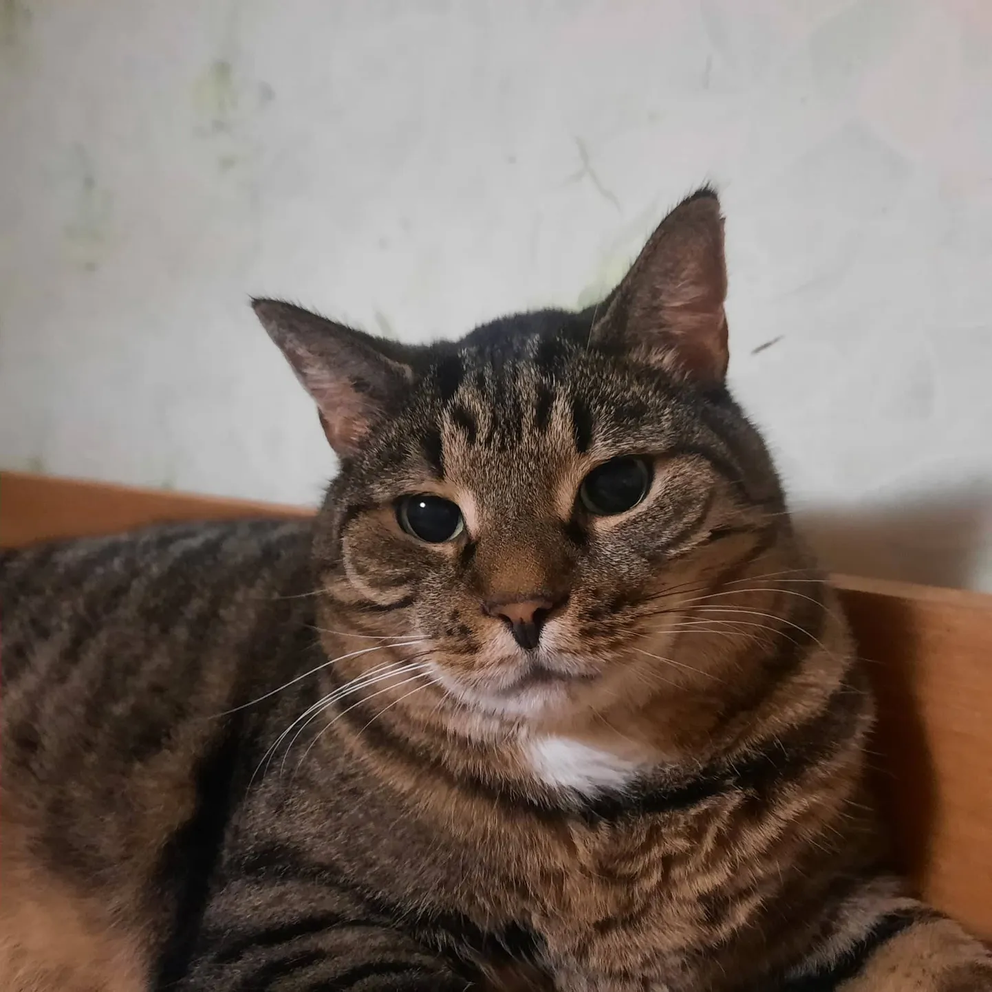 Tiger Urr