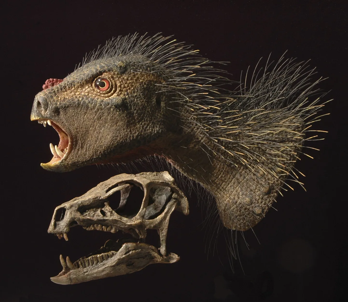 Pegomastax africanus