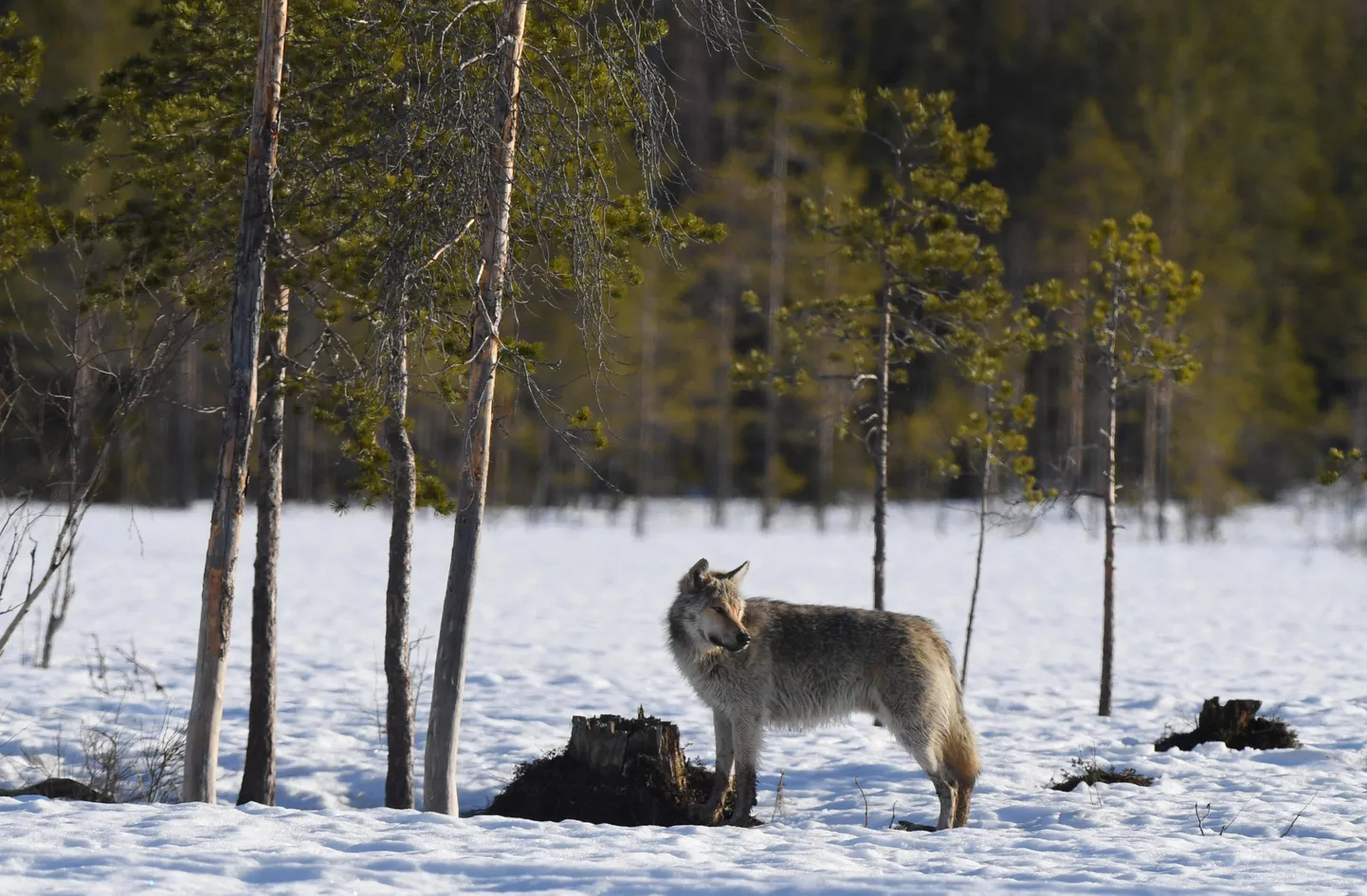 Huntide arvukus Soomes on kasvanud.