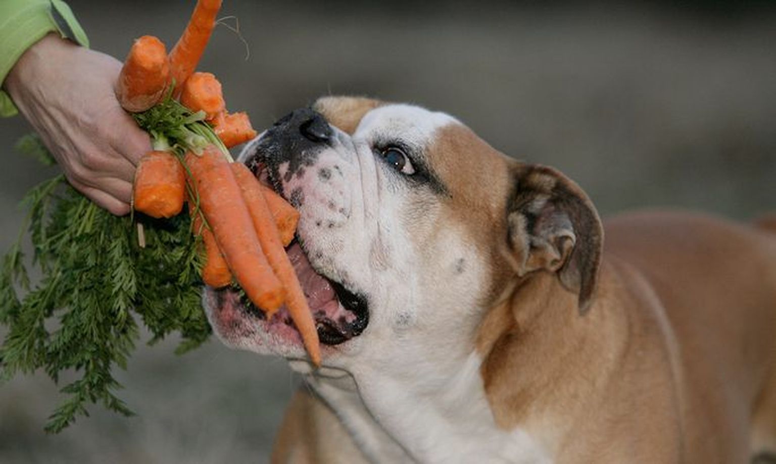Морковь отлично подходит собакам.