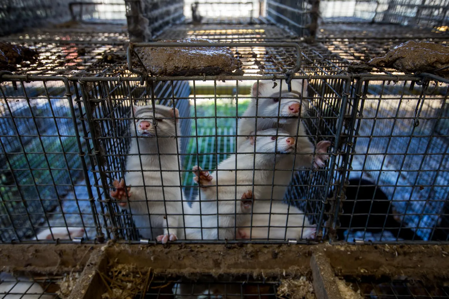 Demomkraatia rattad on aeglased: karusloomafarmide vastane aktsioon on kestnud ligi kümme aastat