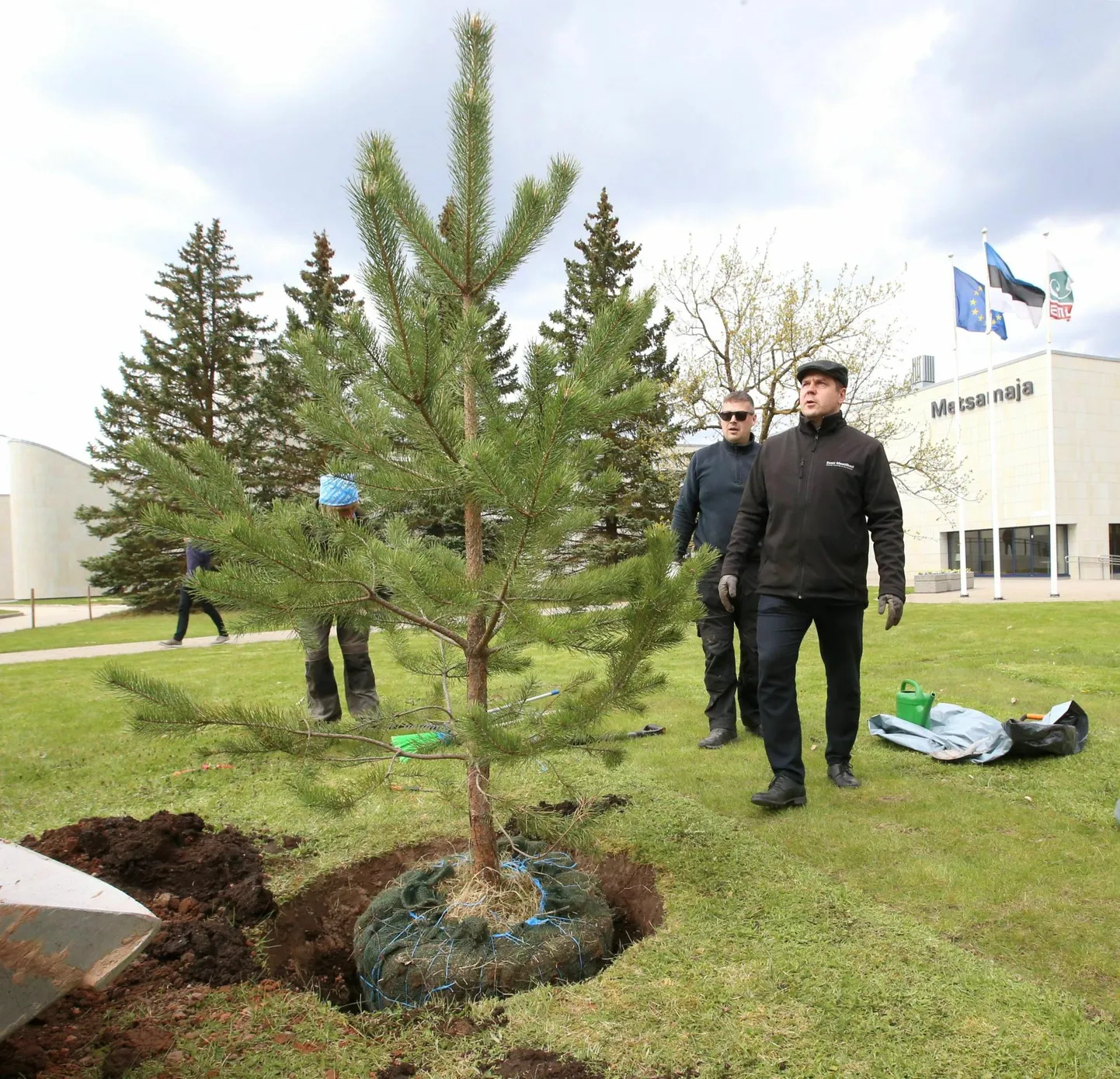 Maaülikooli metsamaja ette istutati 2023. aastal Rootsi kuninga visiidi puhul Järvselja kuningamänni seemnest kasvanud mänd, paremal metsanduse ja inseneeria instituudi direktor Marek Metslaid.