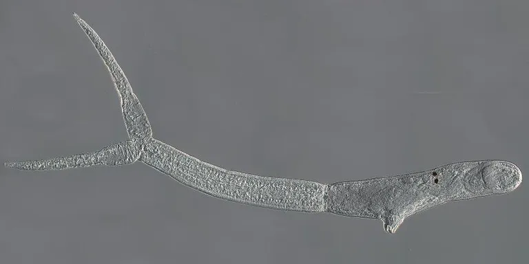 Partidel ja tigudel parasiteeriv Trichobilharzia ocellata.