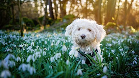 PÄEVAHOROSKOOP ⟩ 22. aprill: Kaljukits peaks käivitama ammu planeeritud projekti, Amburi järjekindlus viib vihile