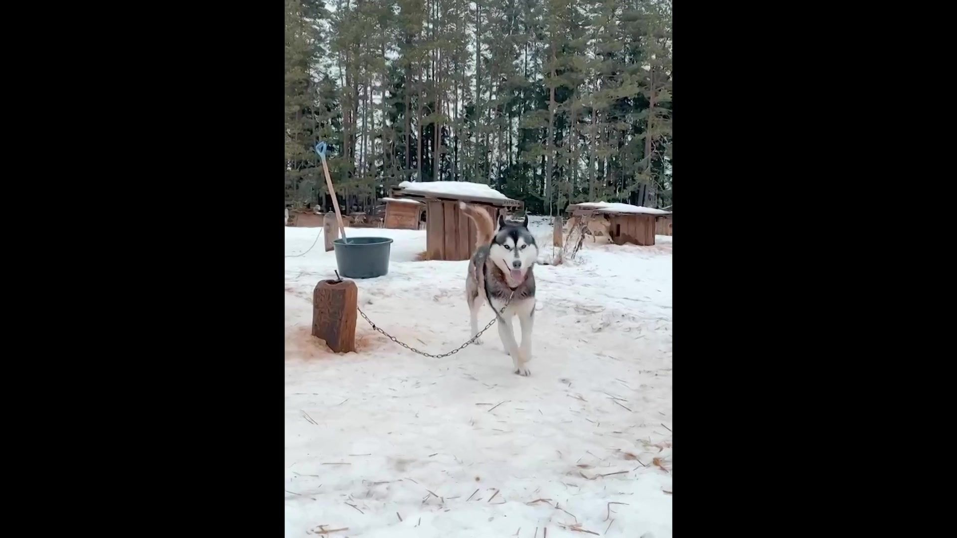 Lugeja video: halvasti hooldatud kelgukoerad