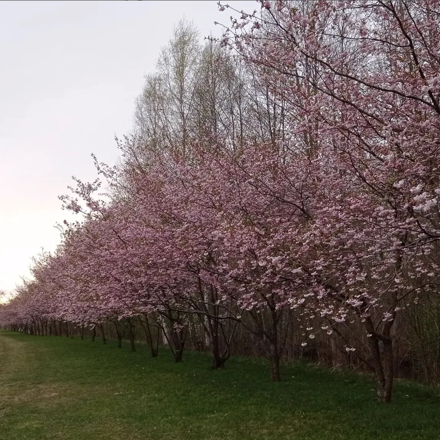 Сакура