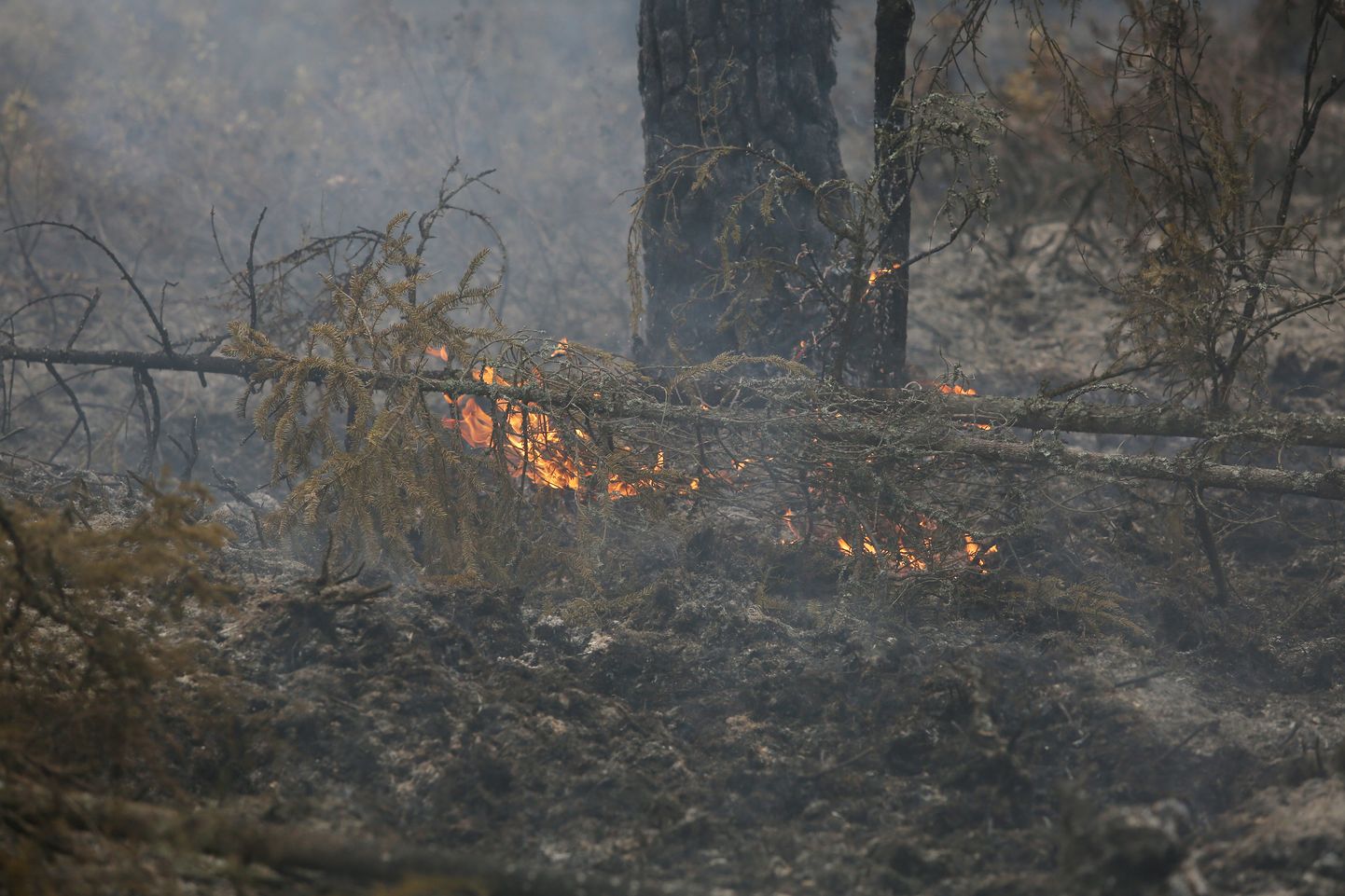 Пожар в лесу и на торфяниках в Валдгалской волости. Иллюстративное фото.