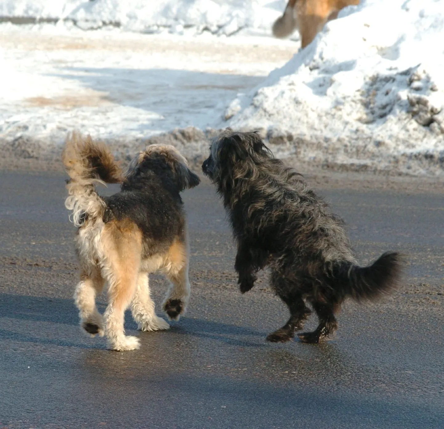 Бродячие собаки