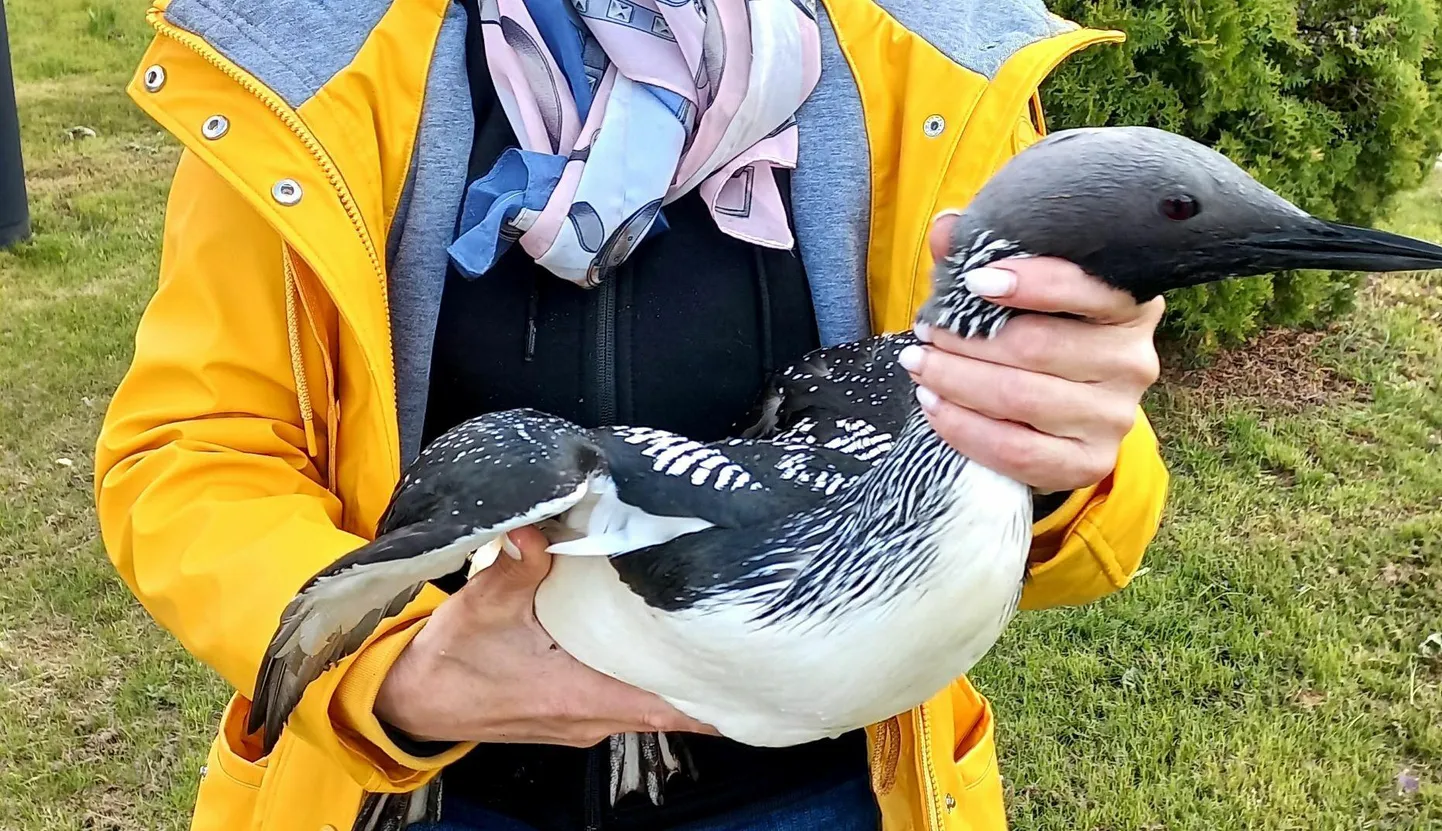 Järvekaur vahetas päästjate abiga elupaika.