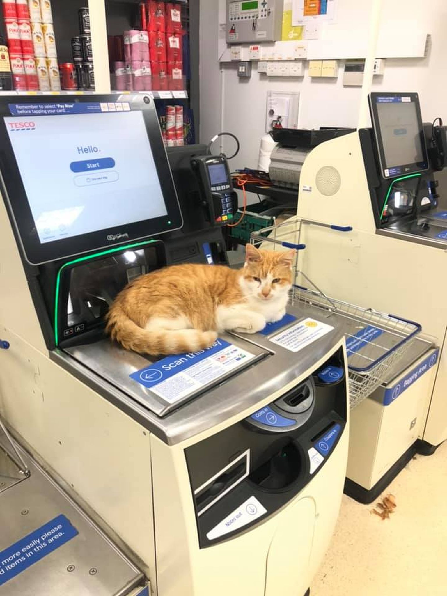 Kass Pumpkin külastas keelust hoolimata taas Tesco toidupoodi