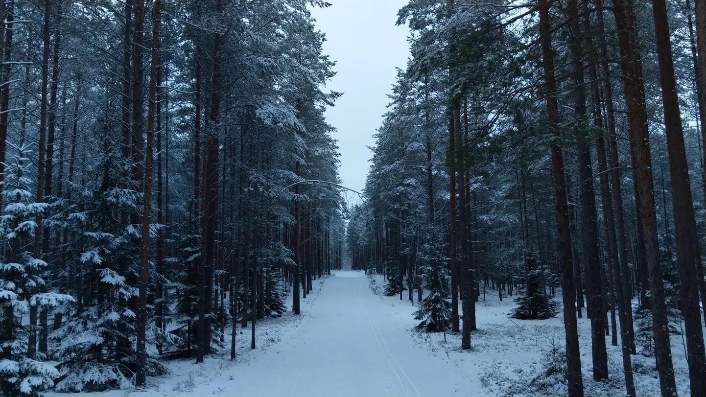 Alutagusel toimuval Tamsalu-Neeruti maratonil ootavad suusasõpru korralikud rajad ja kaunis loodus.