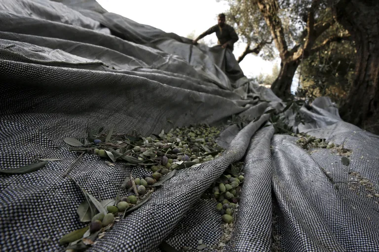 Töötajad korjamas oliive Velanidi külas umbes 320 kilomeetri kaugusel Ateenast läänes. Põllumajandus pakub tööd paljudele kreeklastele.