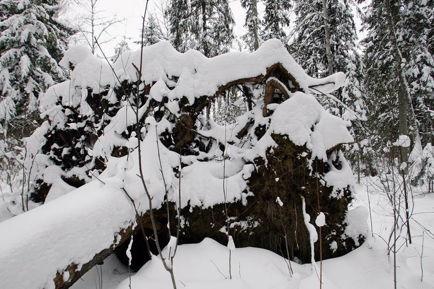 Kändudele sadanud lumi moodustab huvitavaid kujundeid. Kas leiate sellelt pildilt üles mammuti, kelle kõht on näljast läbipaistvaks kulunud?