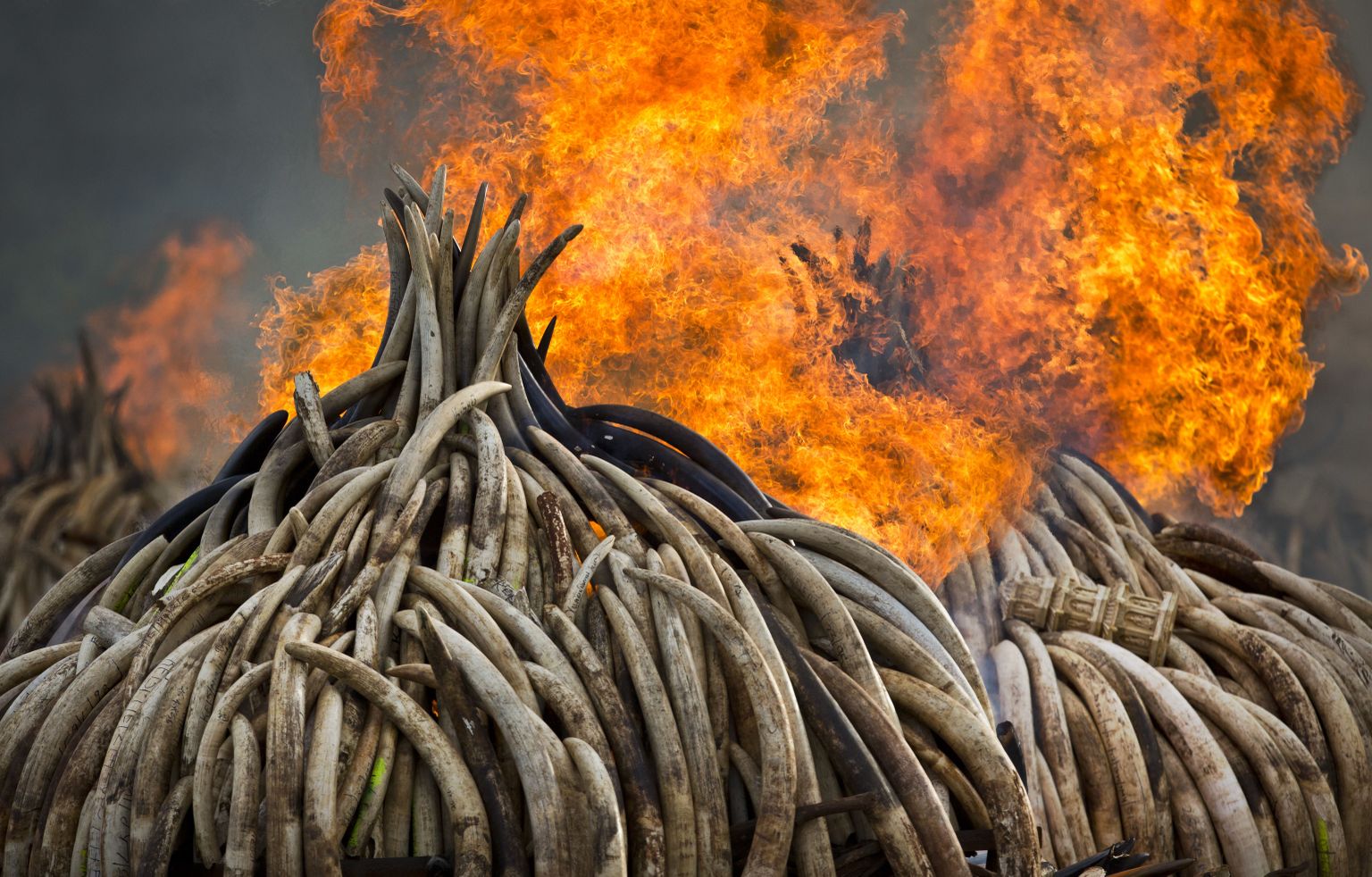 Elevandivõhkade põletamine Keenias Nairobi rahvuspargis. Üks maailma liigirikkuse vähenemise põhjustest ongi salaküttimine, mille taga on aga inimeste rahvaarvu kiire kasv.