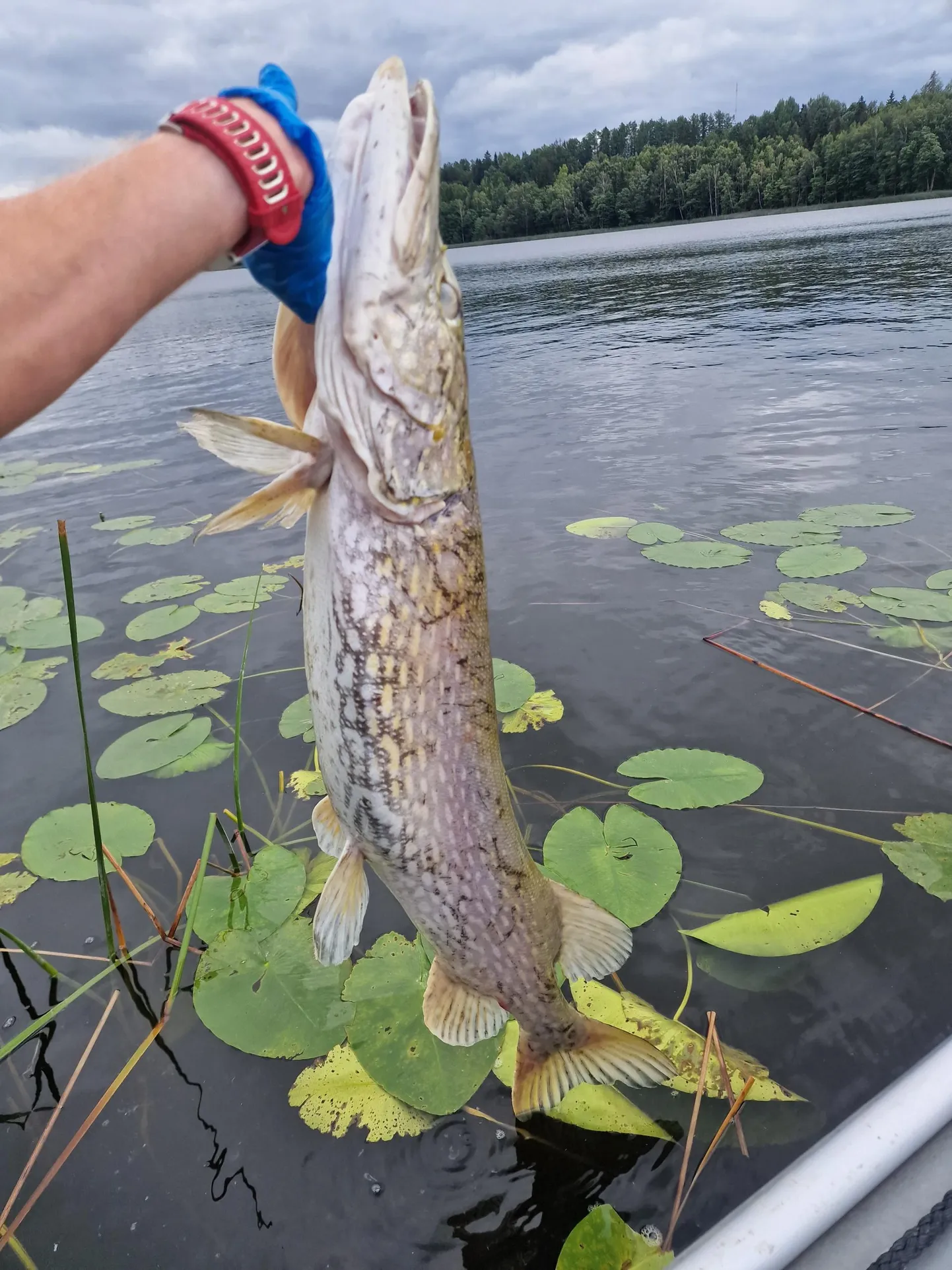 Kolmapäeval leidis Joosep Tammemäe Viljandi järvest surnud haugi.