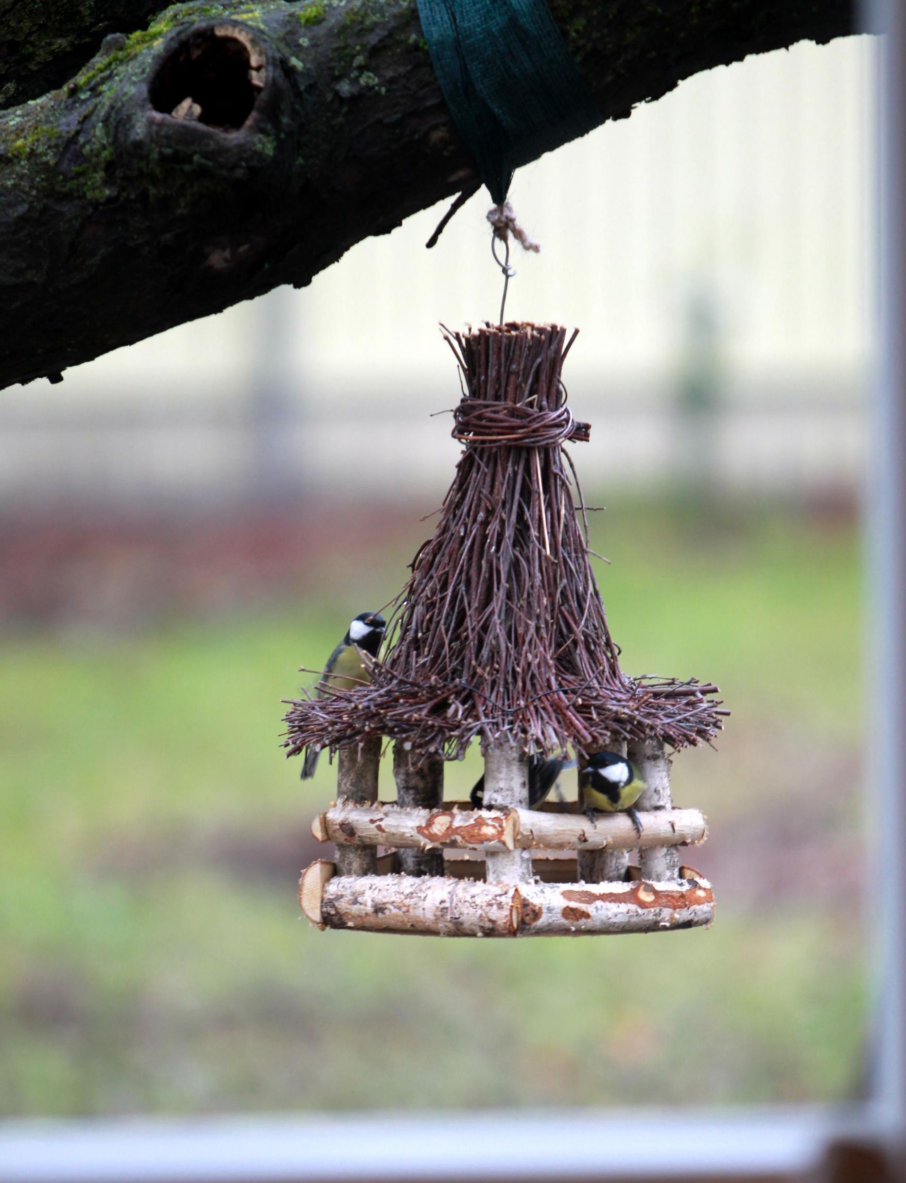 Aknast on küll tore lindude söömaaega jälgida, ent soojal talvel saavad nad loodusest ise kvaliteetsemat toitu kätte.