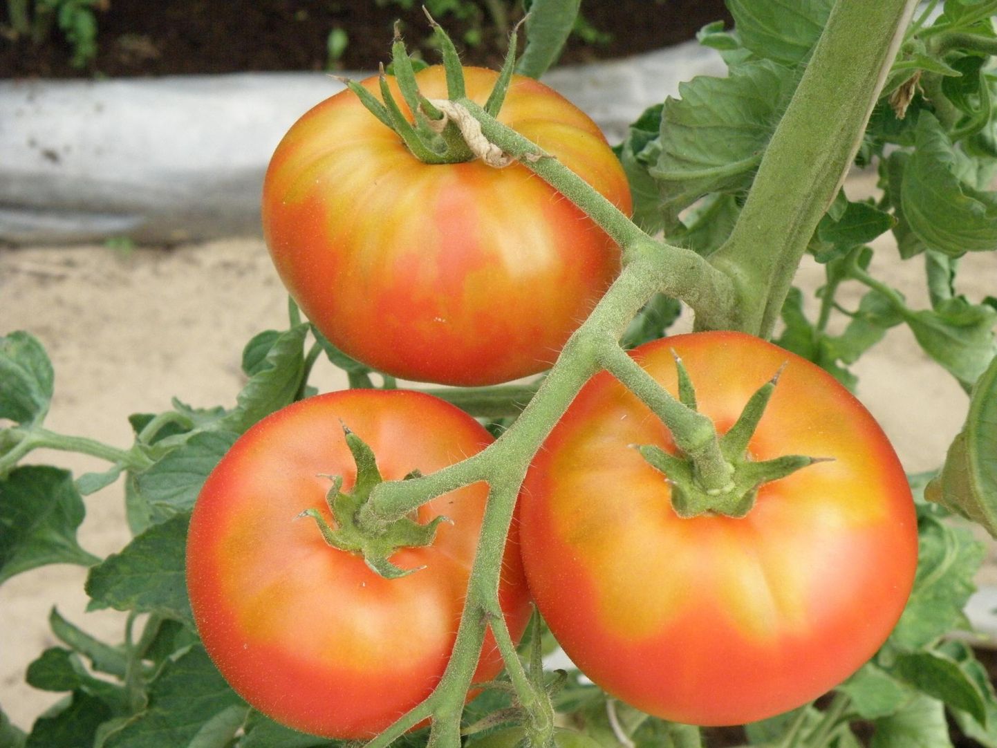 Kollased kõvad laigud tekivad, kui muld on liiga kuiv või mulla pH tomatile ­ebasobiv.