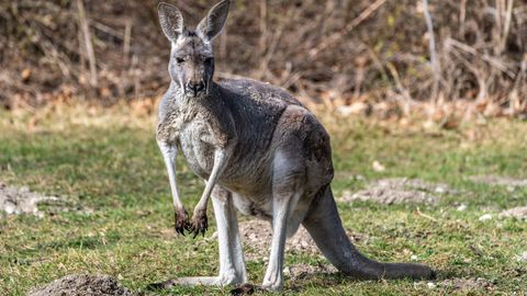Plehku pannud känguru peatas Belgias rongiliikluse