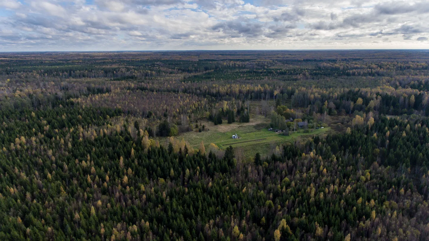 Salu- ja laanemetsade kaitseks moodustatakse riigimetsas viis uut looduskaitseala