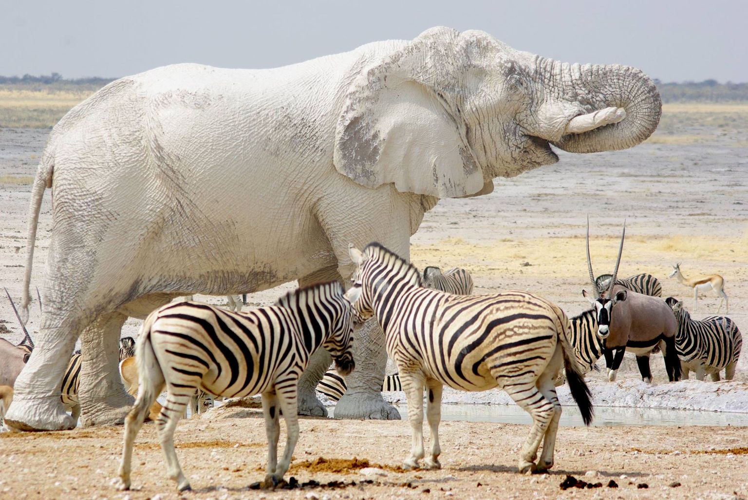 Mudane aafrika elevant joob sebradega vett.
