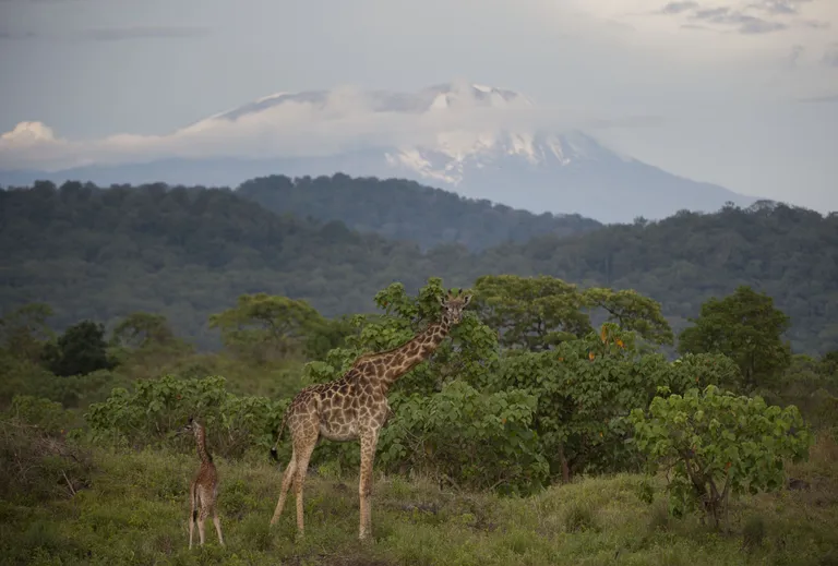 Arusha rahvuspark, Tansaania