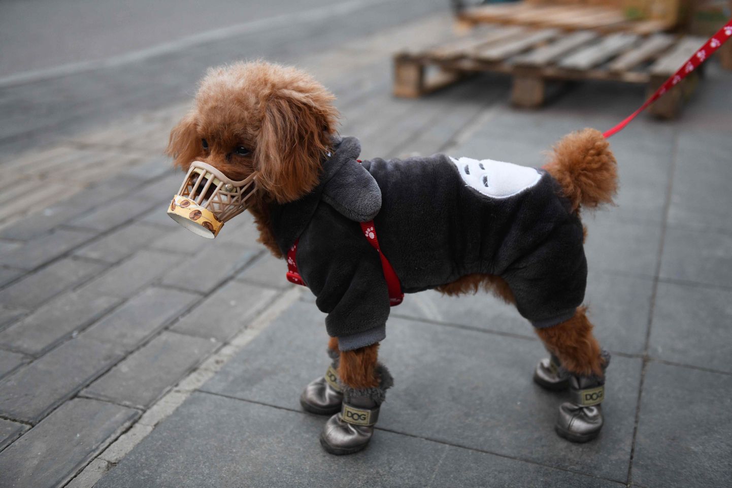 В Китае от коронавируса защищают и собак.