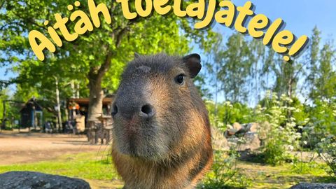 «Meie südames on suur tänutunne!» Saaremaa loomaaia populaarseim asukas saab omale kaaslase