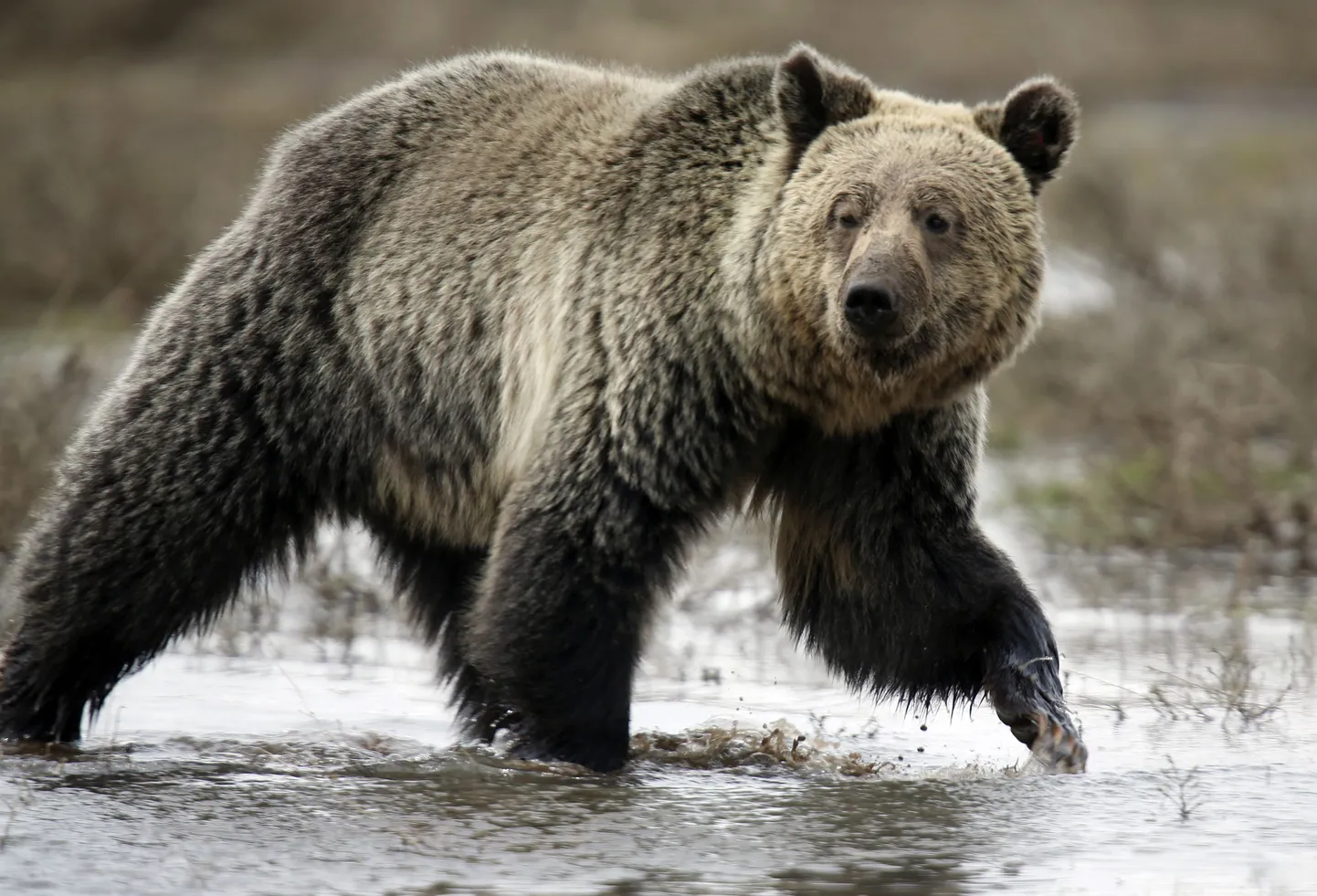 Grislikaru Yellowstone`i rahvuspargis.