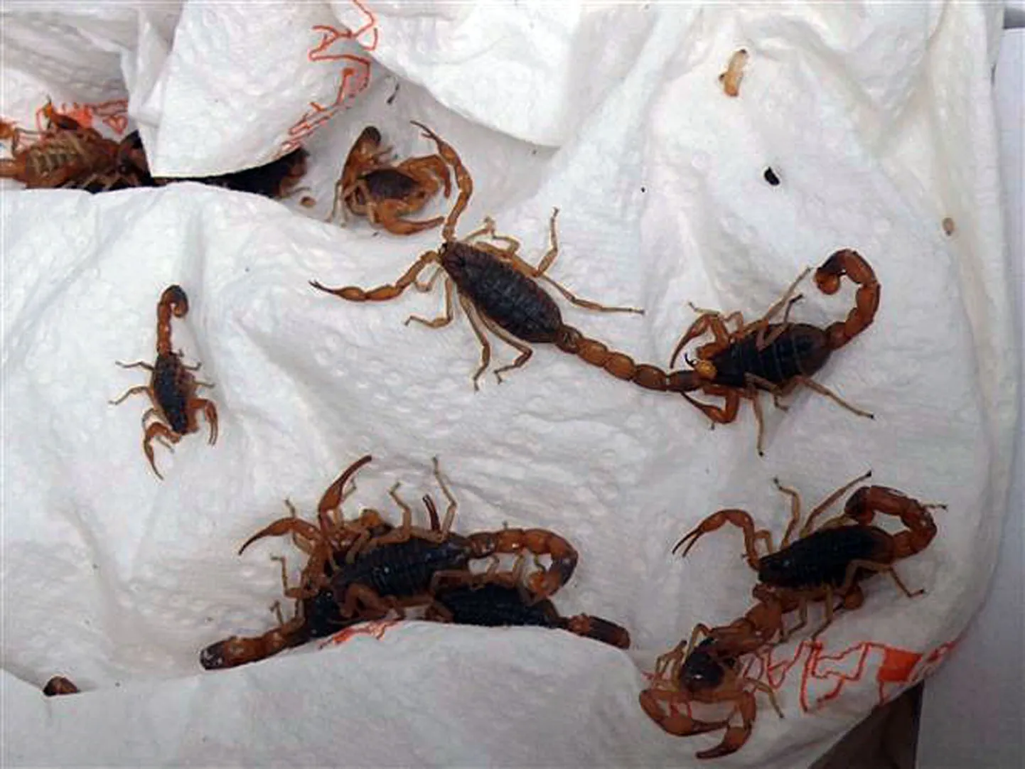 Skorpionid