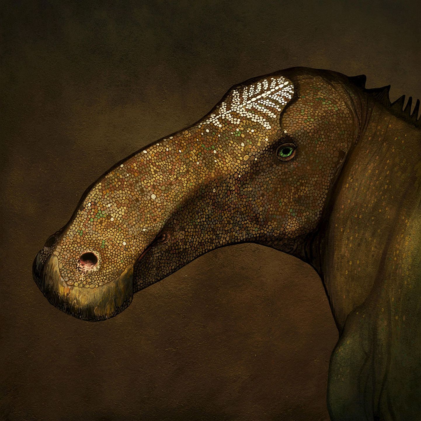 Illustratioon. Probrachylophosaurus bergei dinosaurus.