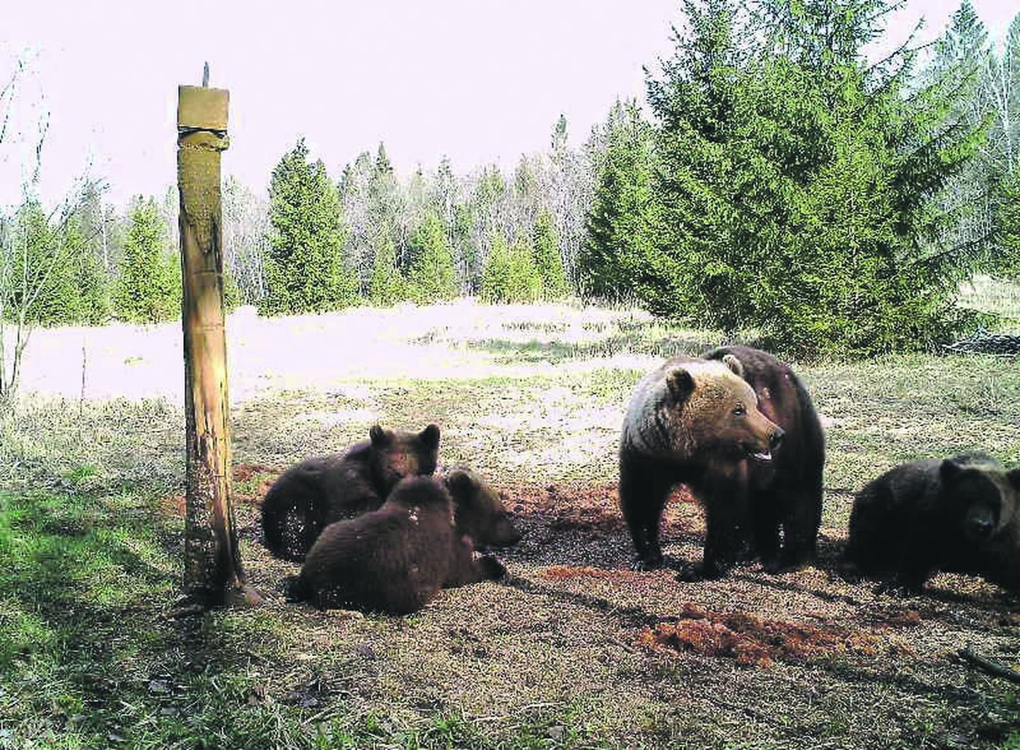 Средний размер медвежьего выводка растет из-за медведиц, у которых медвежат трое и больше.