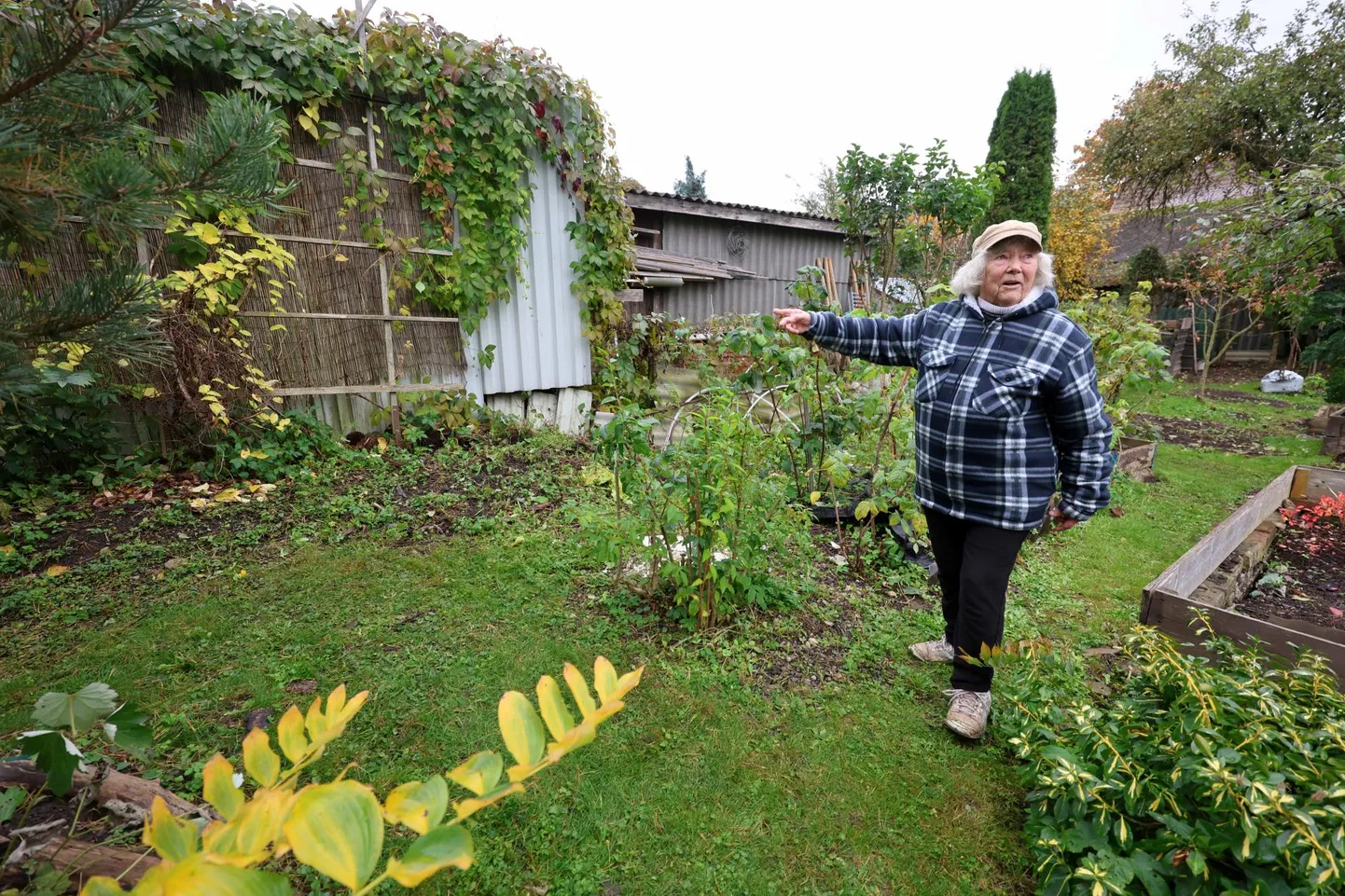 Lehola tänaval elav Aime Tuusis näitas sügisel, kui puud ja põõsad veel lehti kandsid, et ta on oma aias hädas metsviinapuudega, mis naabri abihoone ümber kasvades tema valdustesse trügivad.