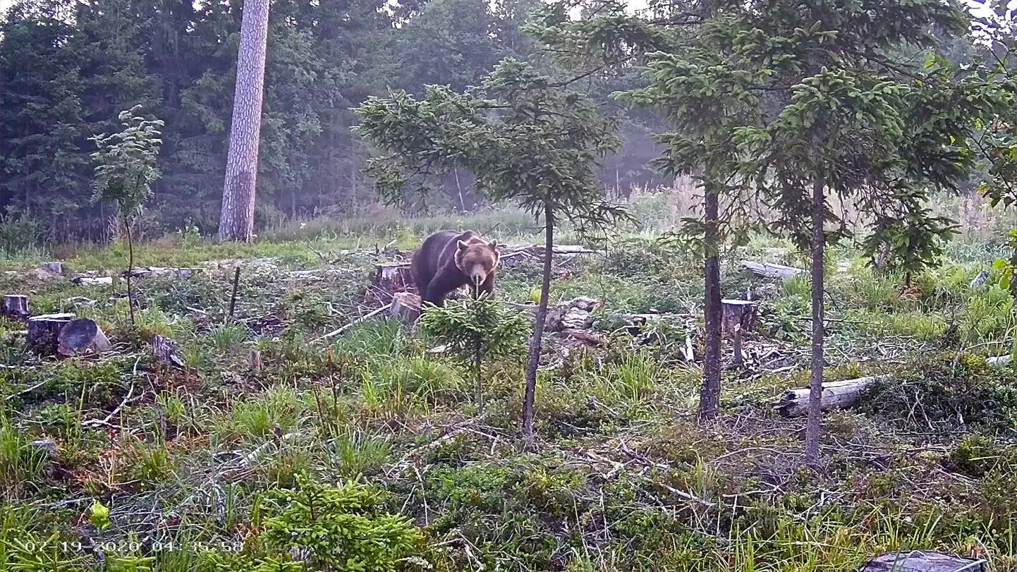 Karuott käis Pärnumaa kiskjakaamera ees karuasju ajamas