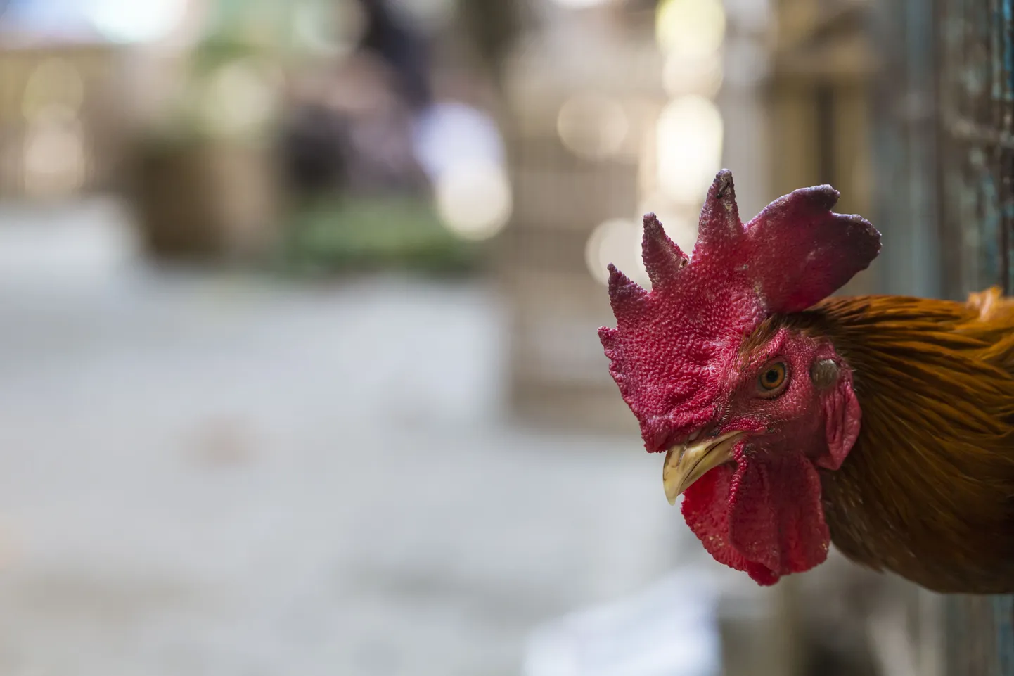 Artikli foto