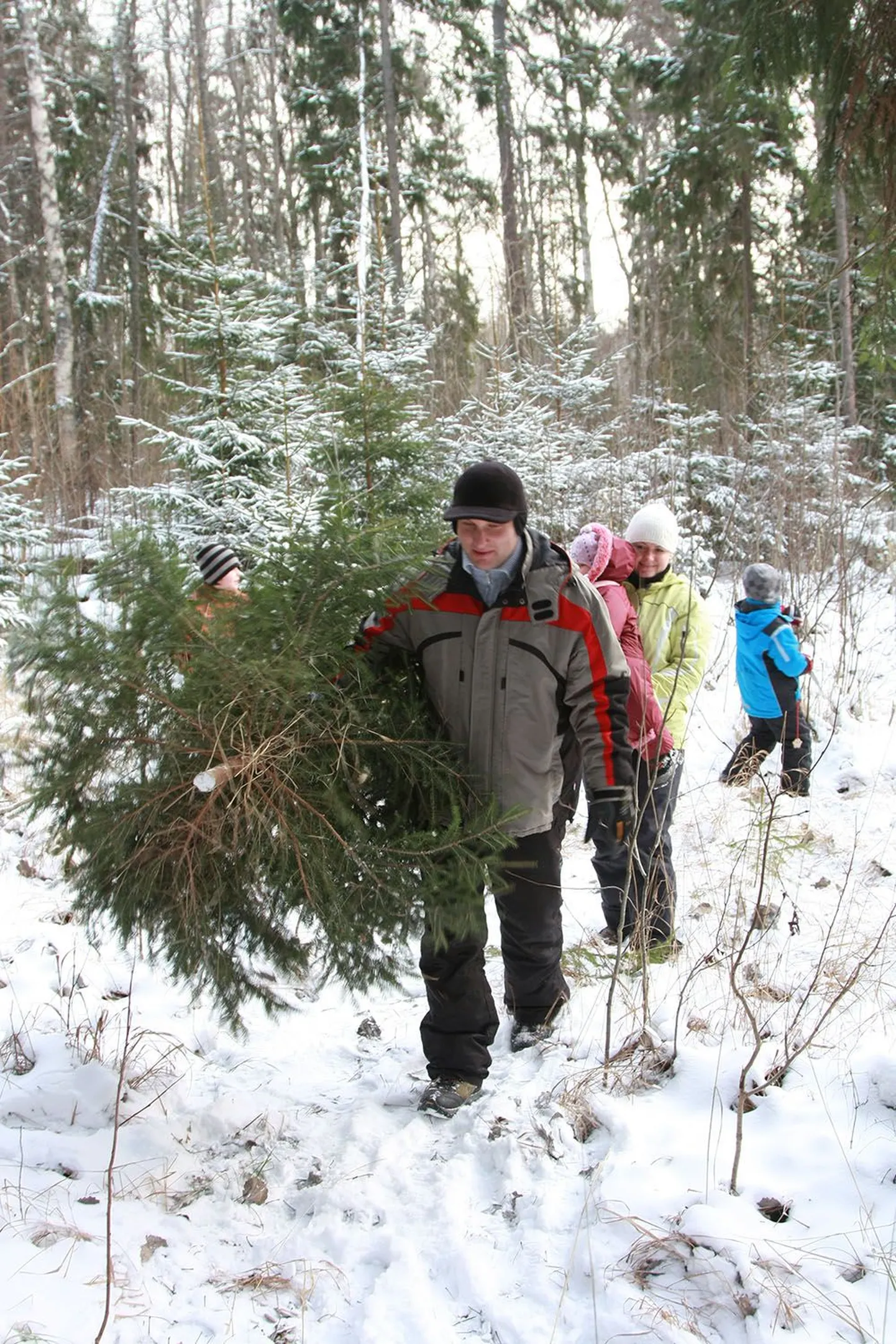 RMK Valgamaa metskonna korraldatud kuuseretk pakkus elamusi ja kindlustas kodud jõulupuudega.