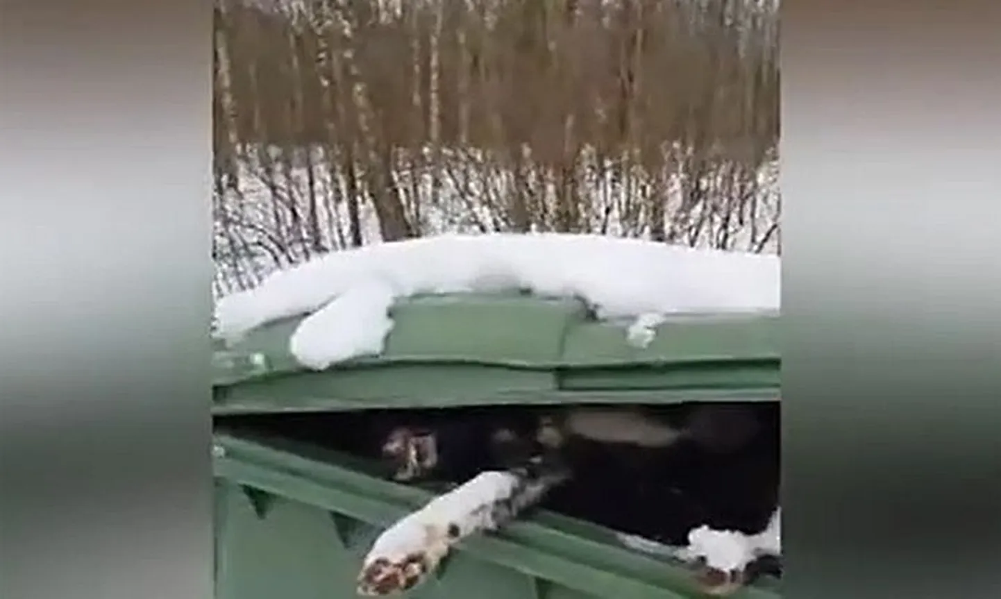 Кадры из латвийского приюта.