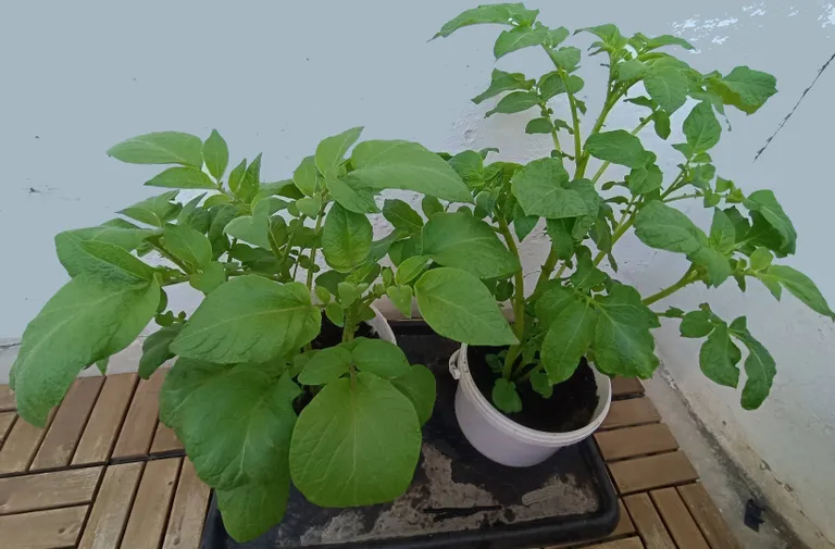 Kartul mai lõpus. Hoian pöialt, et jaanipäevaks saaks värsket kartulit.