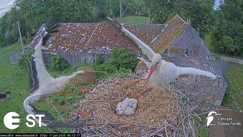 VIDEO ⟩ Drāma balto stārķu ligzdā Tukumā: atgriežas vecā sai