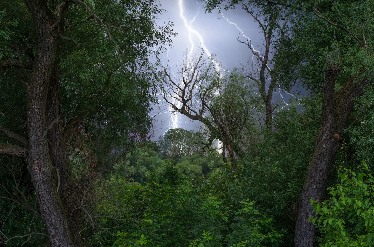 Artikli foto