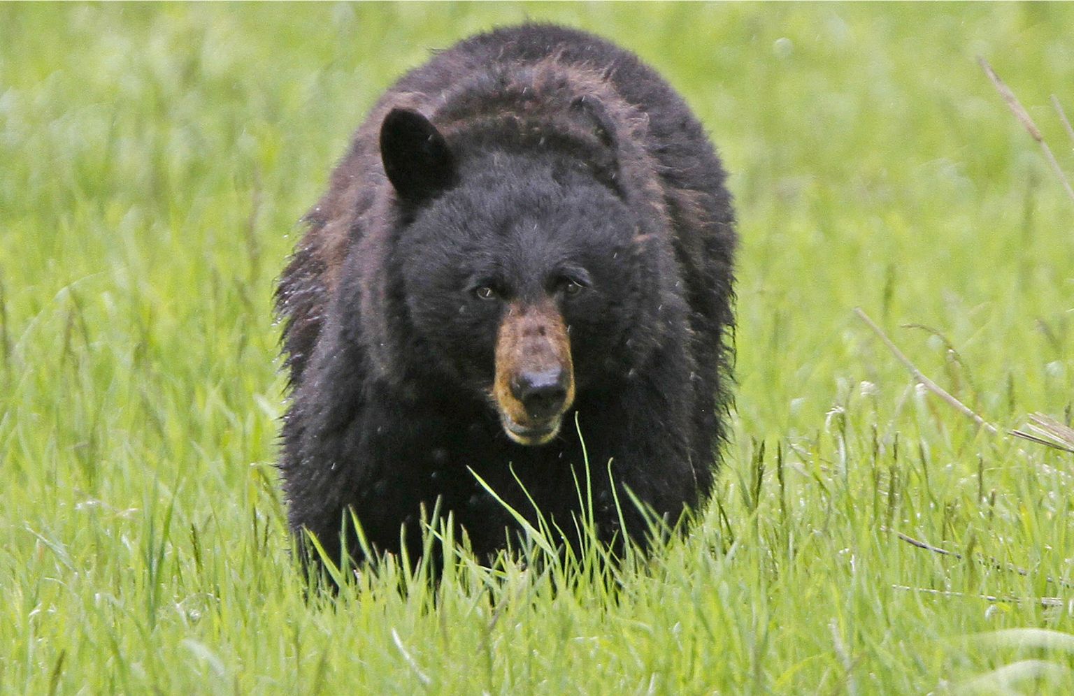 Медведь живущий в австралии. Черный медведь. Американский чёрный медведь. Black Bear New Jersey.