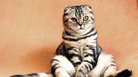 Huvitav teada: miks kassid mõnikord inimeste moodi istuvad?