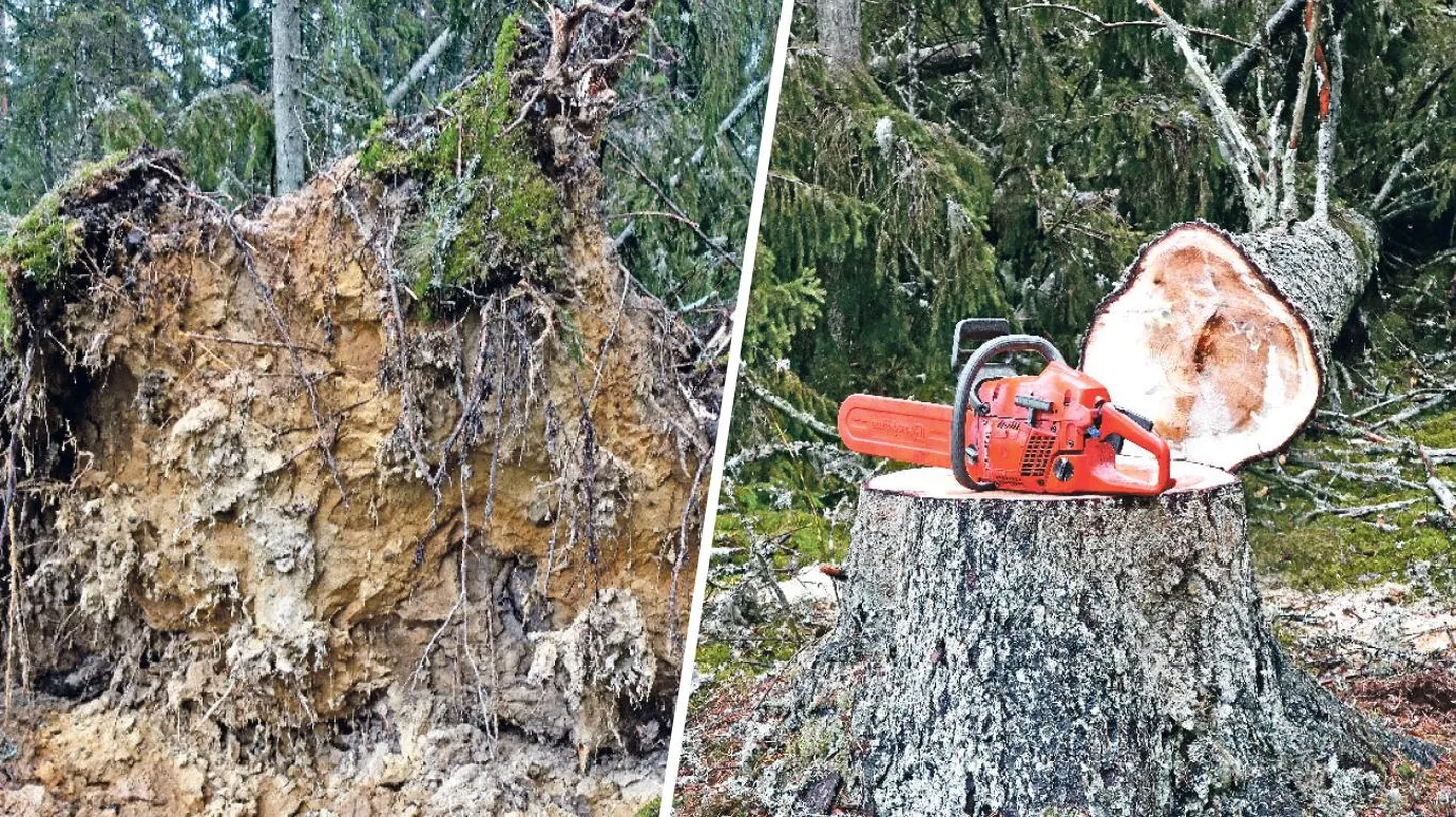 Pilt enne ja pärast otsustavat lõiget