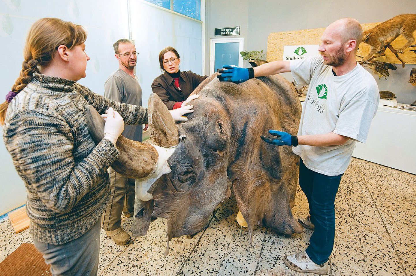Tallinna loomaaia legendaarne teravmokk-ninasarvik Murray (Mörri) saab uue elu MTÜ Studio Viridis töötoas, kus temast tehakse topis.