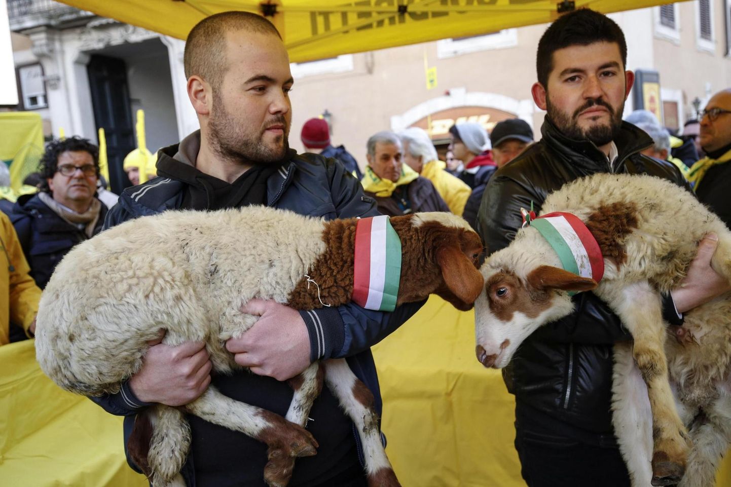 Ассоциация итальянских фермеров Coldiretti - активный борец за интересы отечественных фермеров. На организованном в феврале митинге они требовали ограничений на импорт баранины, а теперь организовали кампанию, дошедшую до Эстонии.