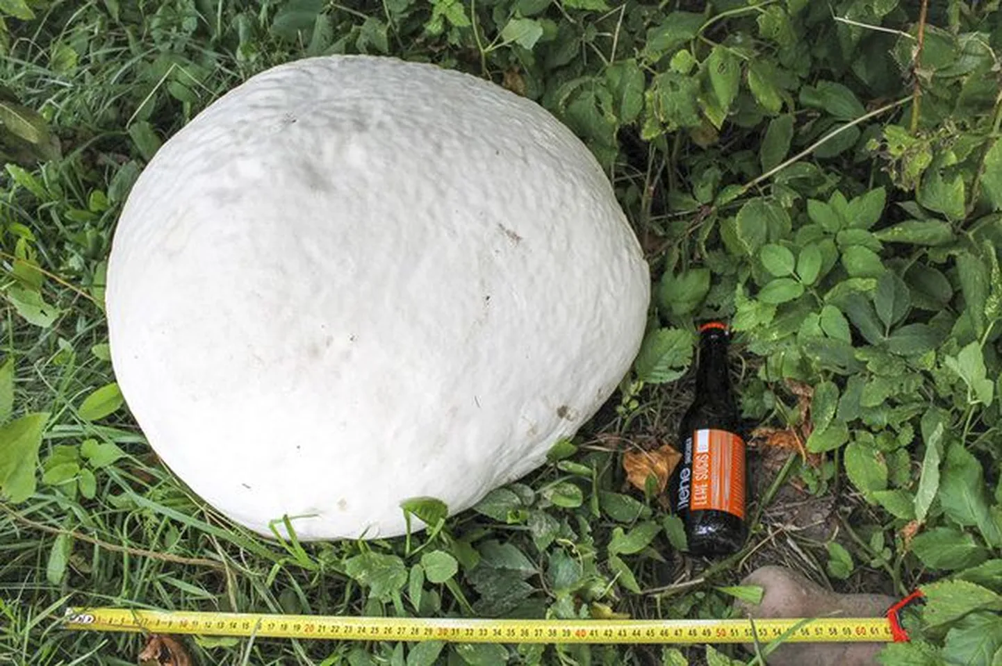 Võduvere külavanema Ülo Kaisi talus kasvanud hiidmuna.
