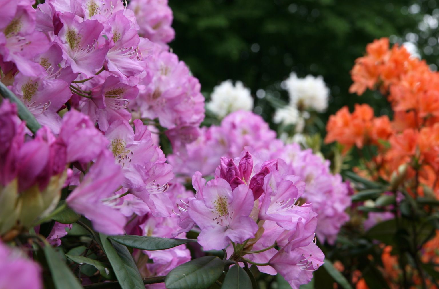 Rododendru ziedi Latvijas Universitātes Botāniskajā dārzā.