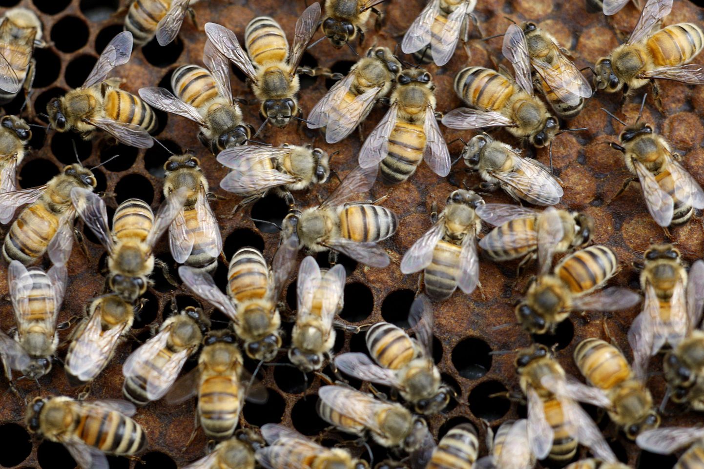Mesilaste seas leidub «küttemesilasi»