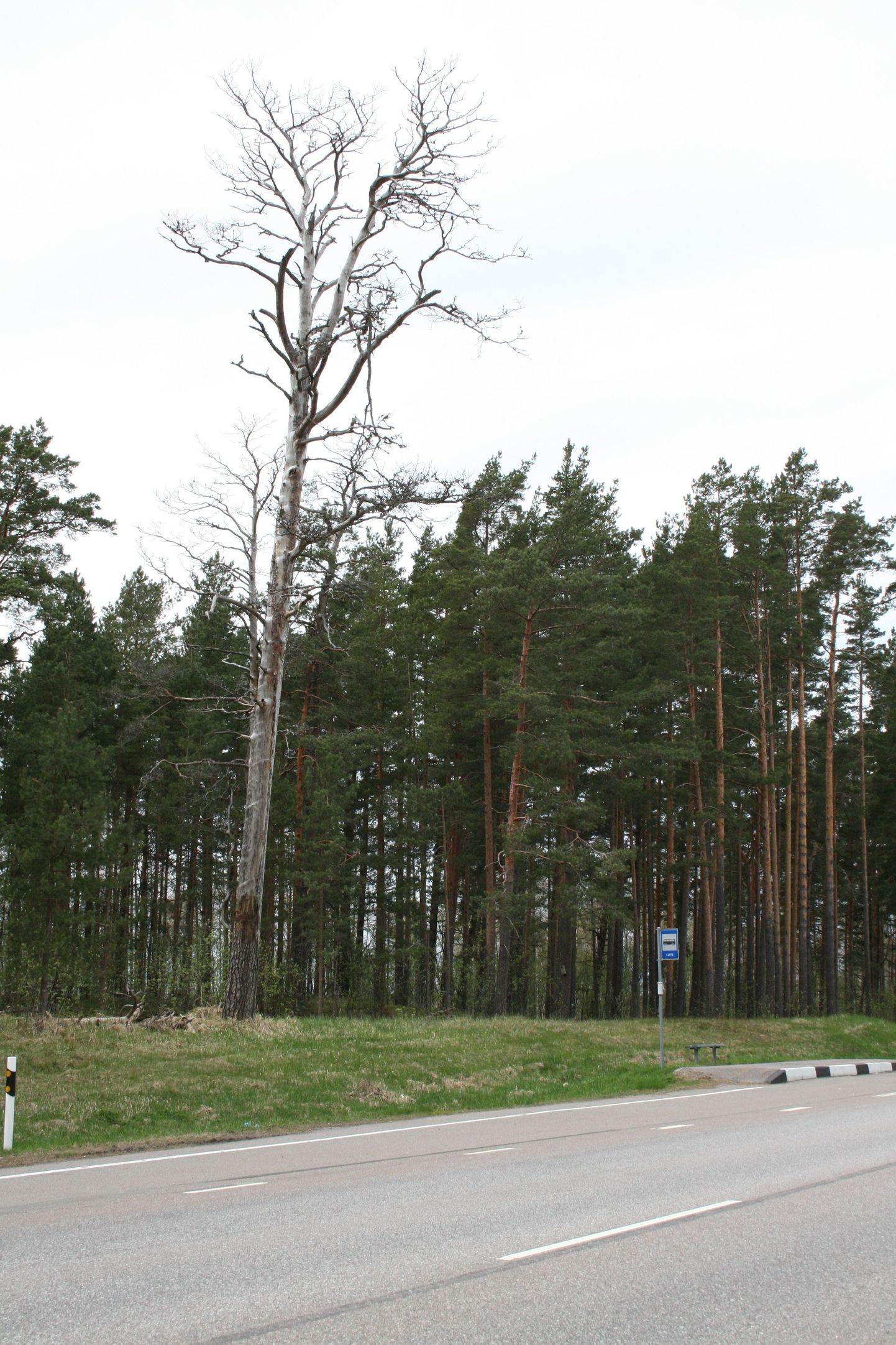 Pärnumaal Häädemeeste ja Võiste vahel asuva Luite bussipeatuse kõrval seisab ohtlik kuivanud männipuu.