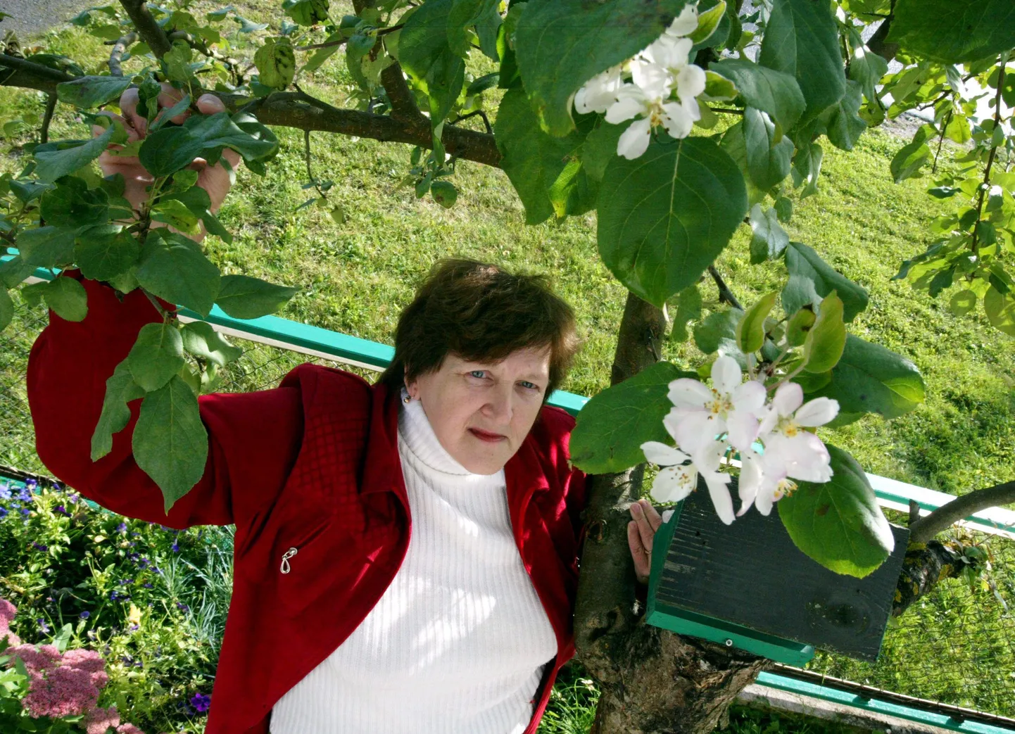 Helle Auna aias puhkes õide õunapuu.